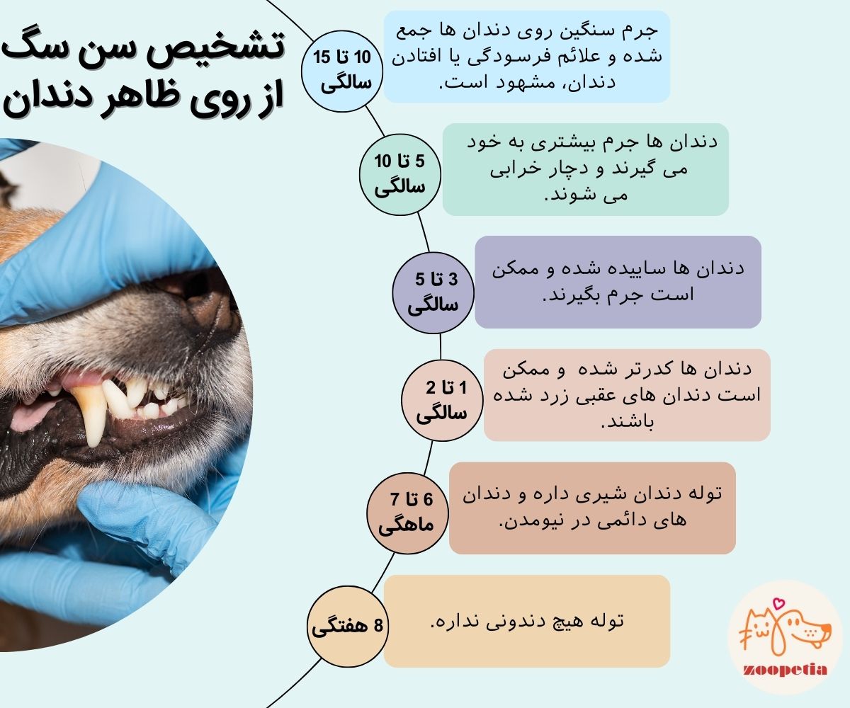 تشخیص سن سگ از روی دندان ها