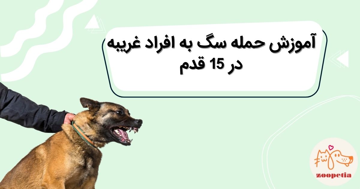 آموزش حمله سگ به افراد غریبه
