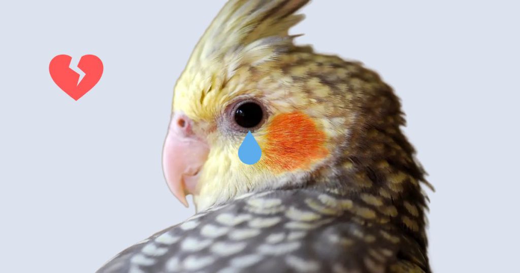 قهر عروس هلندی