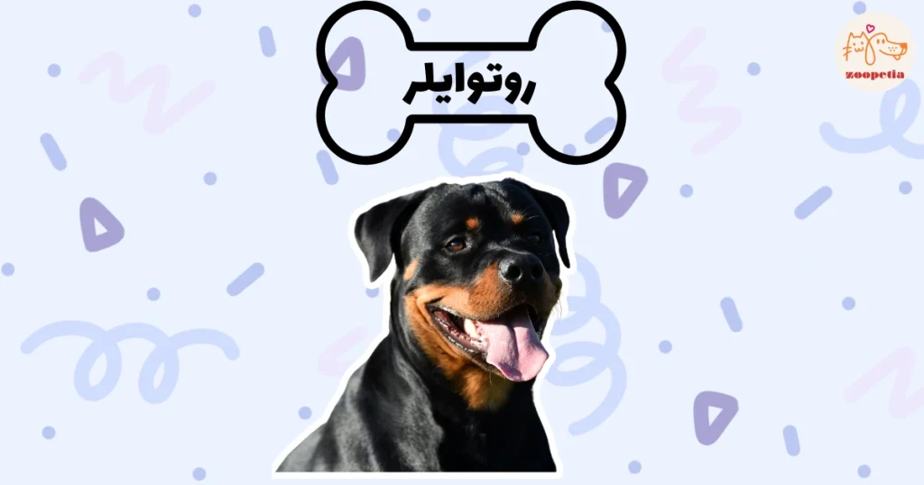 خصوصیات سگ روتوایلر