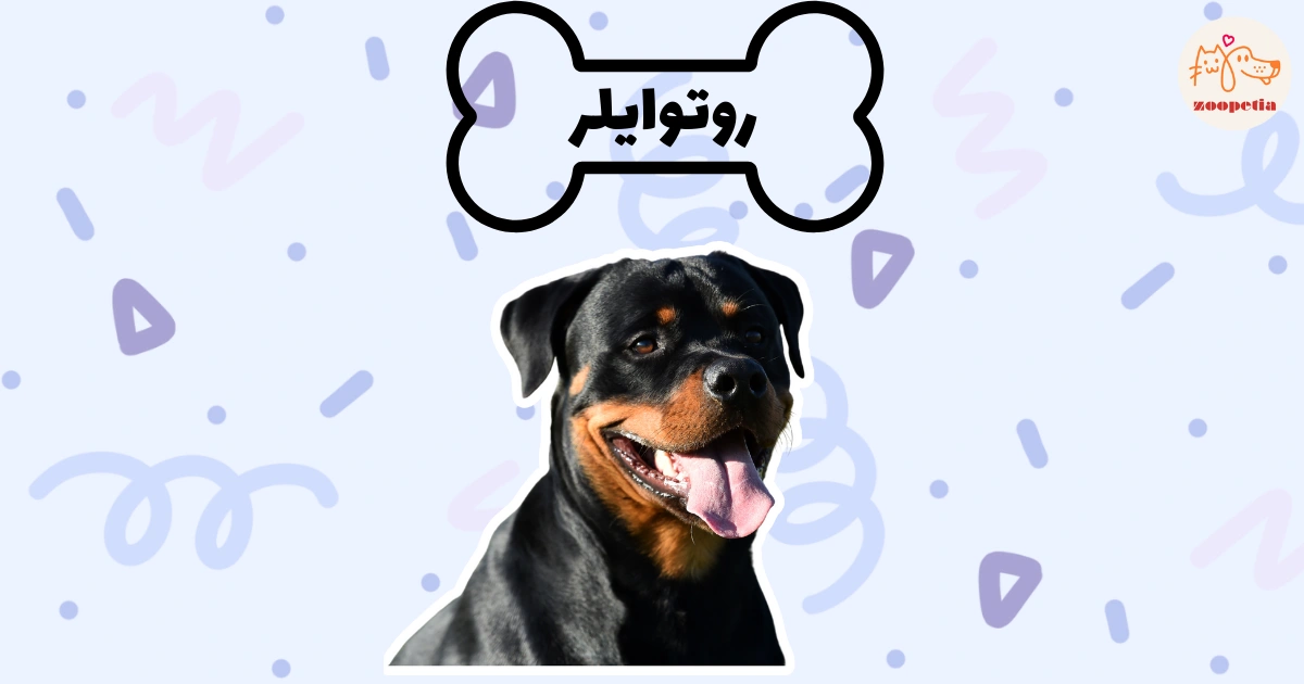خصوصیات سگ روتوایلر