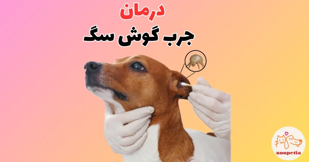 درمان جرب گوش سگ
