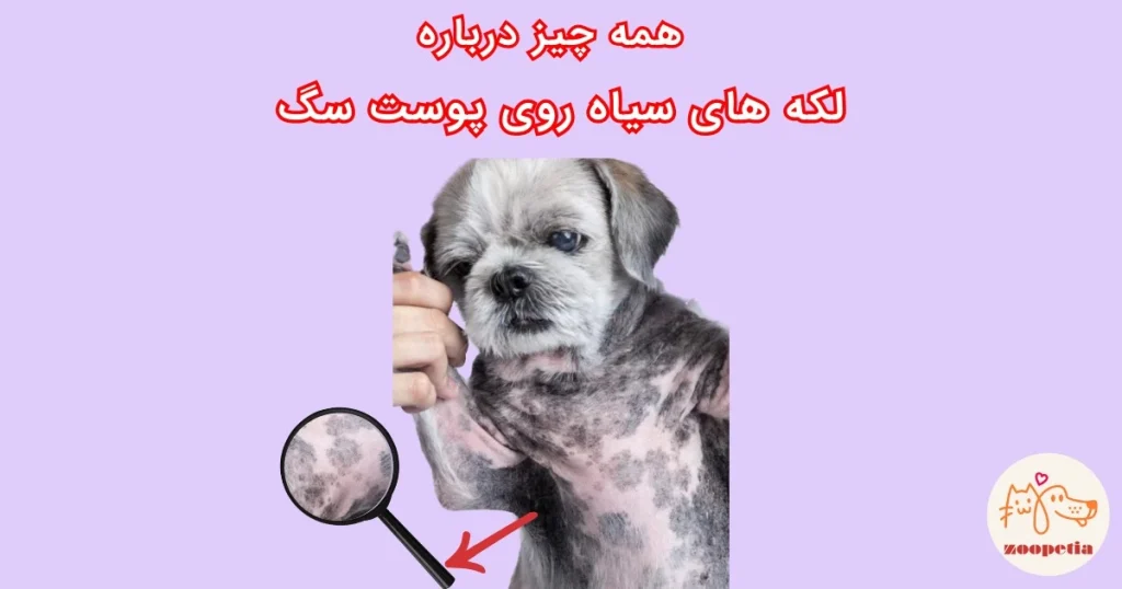 لکه های سیاه روی پوست سگ