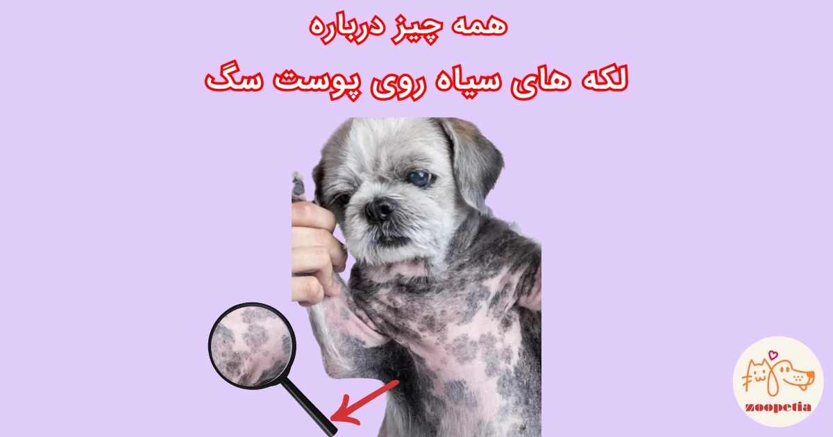 لکه های سیاه روی پوست سگ