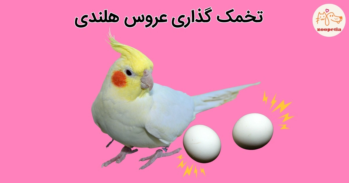 تخمک گذاری عروس هلندی