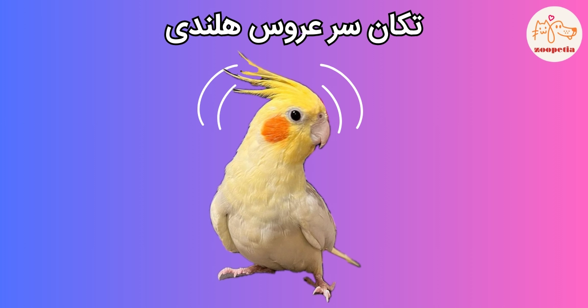 علت تکان دادن سر عروس هلندی