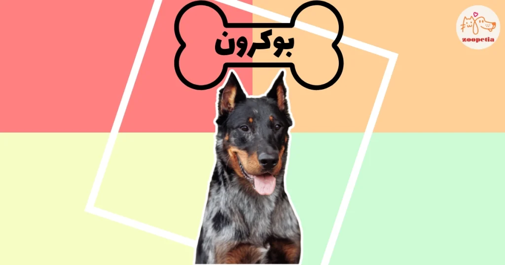 سگ بوکرون