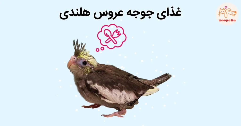 غذای جوجه عروس هلندی