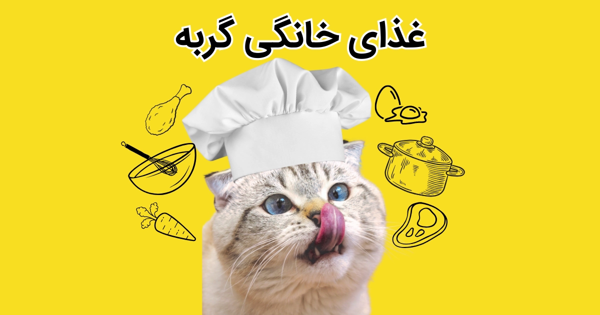 غذای خانگی گربه