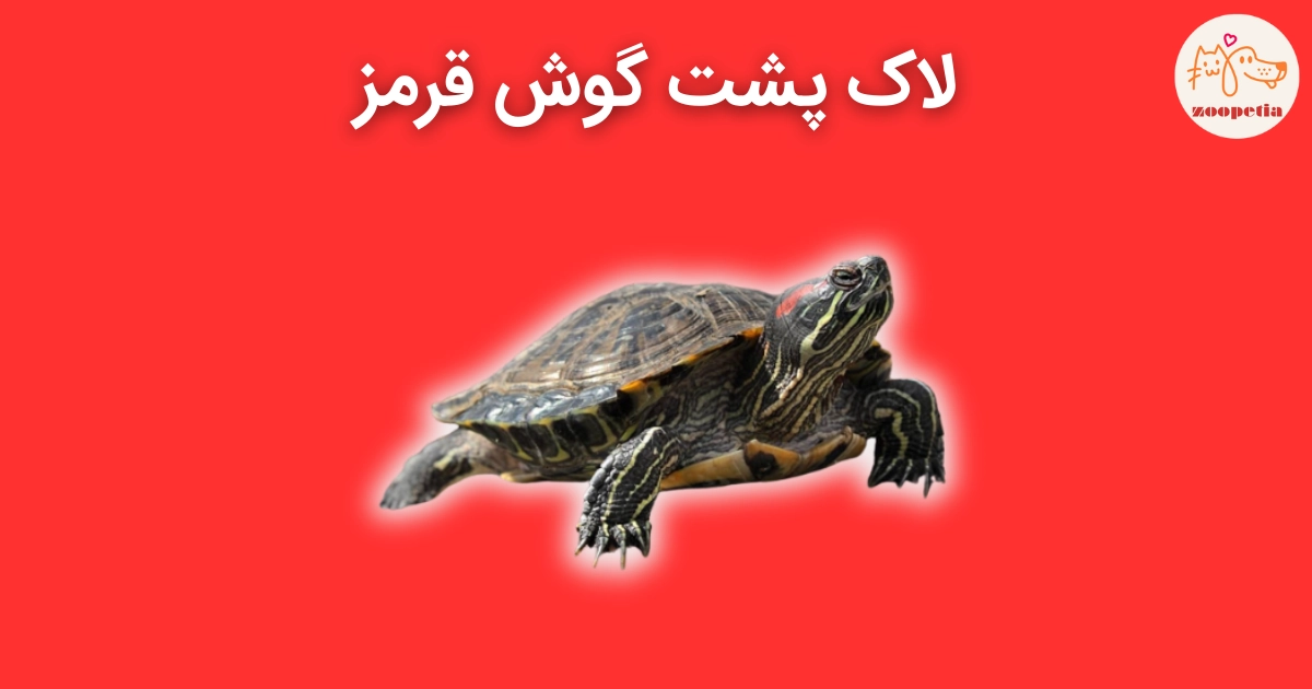 لاک پشت گوش قرمز