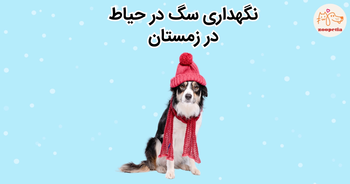 نگهداری سگ در حیاط در زمستان