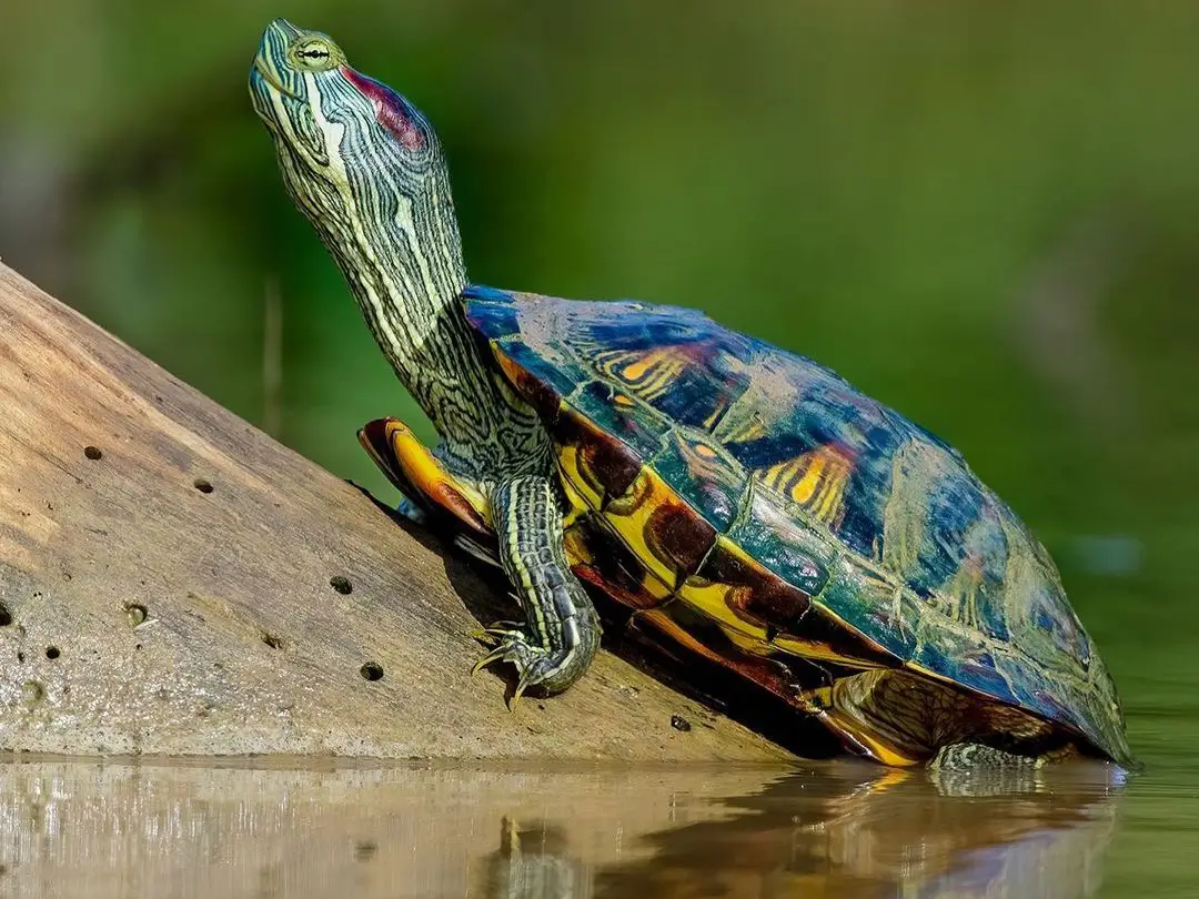 راهنمای نگهداری از لاکپشت گوش قرمز red eared slider turtle