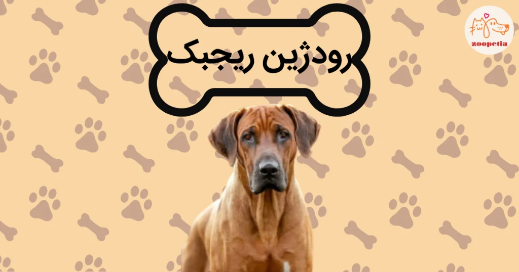 رودژین ریجبک