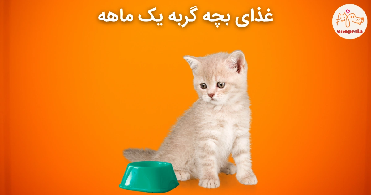 غذای بچه گربه یک ماهه