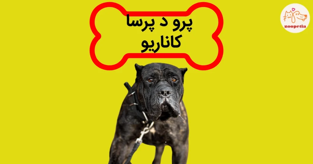 پرو د پرسا کاناریو