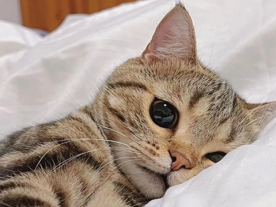 گربه خوابالو