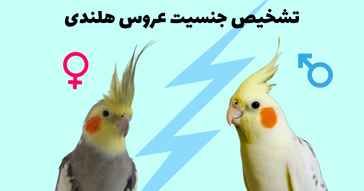تشخیص جنسیت عروس هلندی