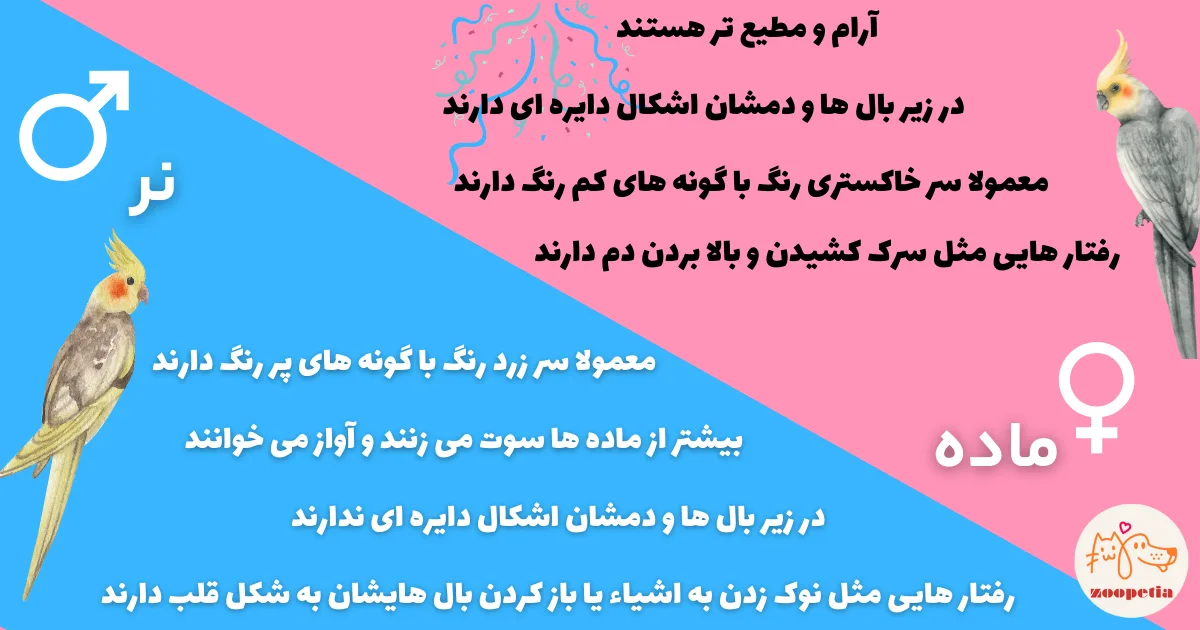 تشخیص نر و ماده عروس هلندی