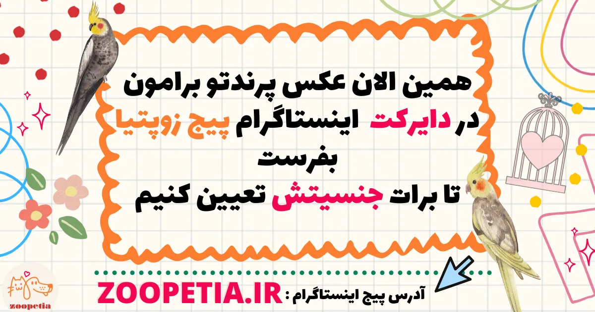 ما بهت کمک میکنیم جنسیت عروس هلندیتو تشخیص بدی تعیین جنسیت عروس هلندی با مجله حیوانات خانگی زوپیتا
