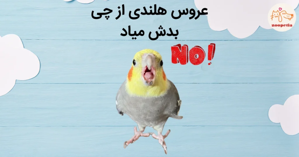 عروس هلندی از چی بدش میاد