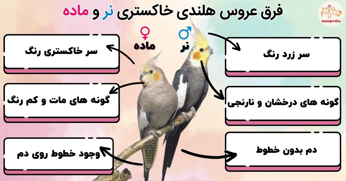 فرق عروس هلندی خاکستری نر و ماده