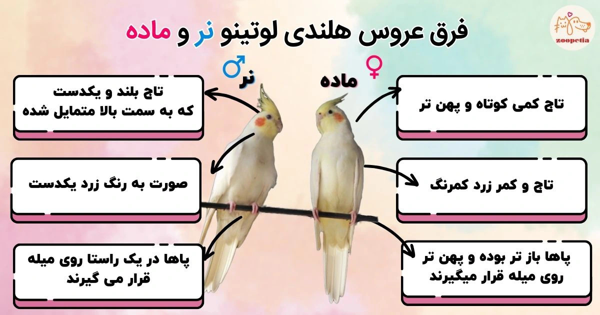 فرق عروس هلندی لوتینو نر و ماده