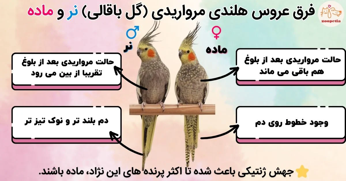 فرق عروس هلندی مرواریدی (گل باقالی) نر و ماده