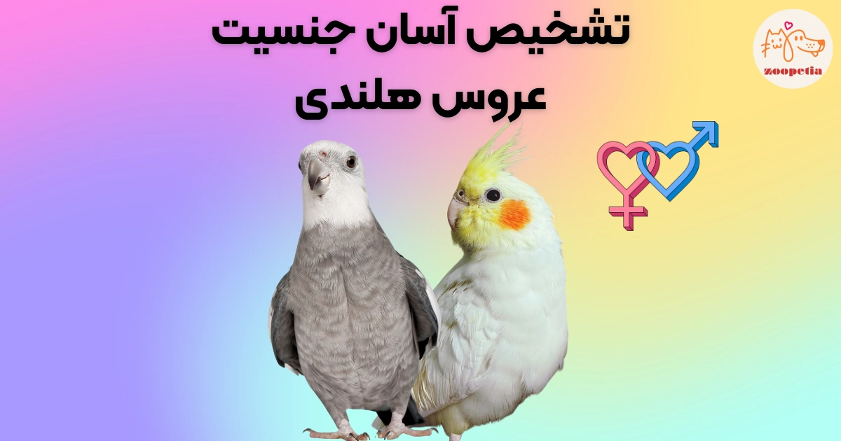 فرق عروس هلندی نر با ماده