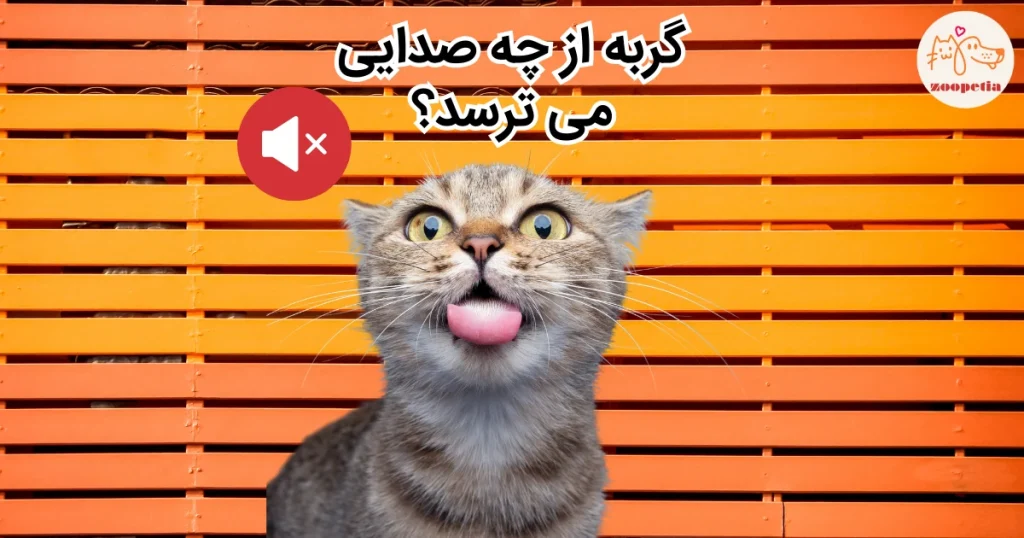 گربه از چه صدایی می ترسد
