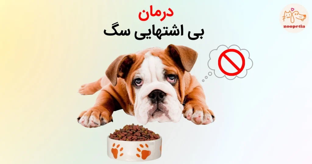 اگر سگ غذا نخورد چه کنیم