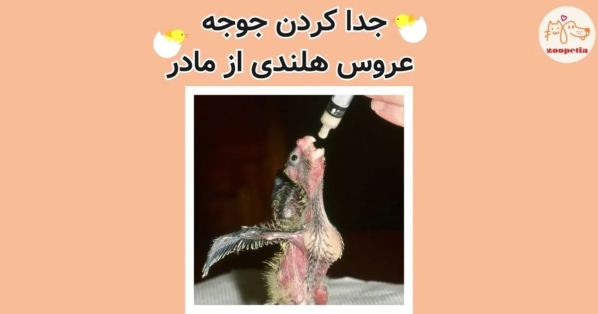 جدا کردن جوجه عروس از مادر