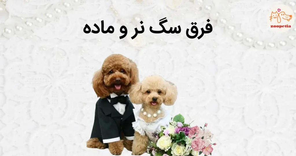 فرق سگ نر و ماده
